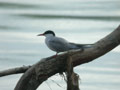 Sterne pierregarin Sterna hirundo