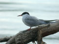 Sterne pierregarin Sterna hirundo