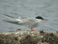 Sterne pierregarin Sterna hirundo