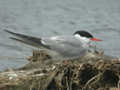 Sterne pierregarin Sterna hirundo