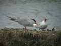 Sterne pierregarin Sterna hirundo