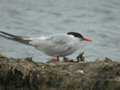 Sterne pierregarin Sterna hirundo