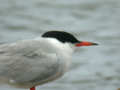 Sterne pierregarin Sterna hirundo