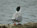 Sterne pierregarin Sterna hirundo