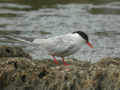 Sterne pierregarin Sterna hirundo