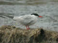 Sterne pierregarin Sterna hirundo