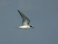 Sterne pierregarin Sterna hirundo