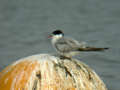 Sterne pierregarin Sterna hirundo