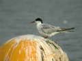 Sterne pierregarin Sterna hirundo