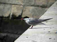 Sterne pierregarin Sterna hirundo