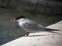 Sterne pierregarin Sterna hirundo