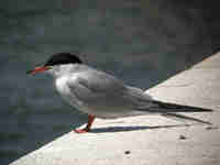 Sterne pierregarin Sterna hirundo