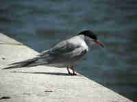 Sterne pierregarin Sterna hirundo