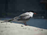 Sterne pierregarin Sterna hirundo