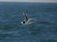 Sterne pierregarin Sterna hirundo