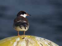 Sterne pierregarin Sterna hirundo