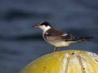 Sterne pierregarin Sterna hirundo