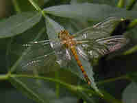 Sympétrum fascié (Sympetrum striolatum)