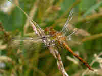 Sympétrum fascié (Sympetrum striolatum)