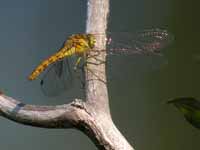 Sympétrum fascié (Sympetrum striolatum)