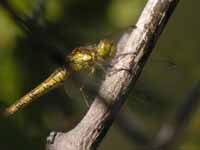 Sympétrum fascié (Sympetrum striolatum)