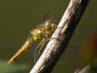 Sympétrum fascié (Sympetrum striolatum)