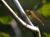 Sympétrum fascié (Sympetrum striolatum)