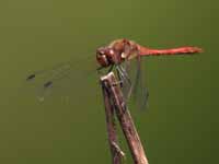 Sympétrum fascié (Sympetrum striolatum)