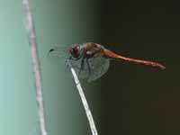 Sympétrum fascié (Sympetrum striolatum)