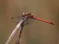 Sympétrum fascié (Sympetrum striolatum)