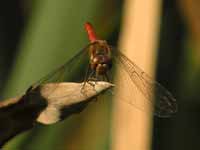 Sympétrum fascié (Sympetrum striolatum)