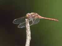 Sympétrum fascié (Sympetrum striolatum)