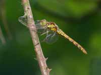 Sympétrum fascié (Sympetrum striolatum)