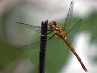 Sympétrum fascié (Sympetrum striolatum)