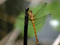 Sympétrum fascié (Sympetrum striolatum)