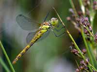 Sympétrum fascié (Sympetrum striolatum)