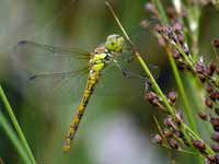 Sympétrum fascié (Sympetrum striolatum)