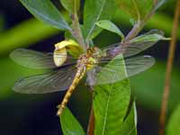 Sympétrum fascié (Sympetrum striolatum)