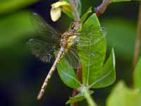 Sympétrum fascié (Sympetrum striolatum)