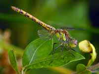 Sympétrum fascié (Sympetrum striolatum)