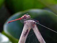 Sympétrum fascié (Sympetrum striolatum)