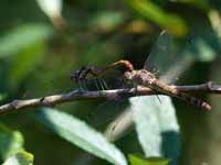 Sympétrum fascié (Sympetrum striolatum)