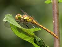 Sympétrum fascié (Sympetrum striolatum)