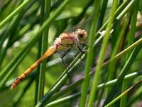 Sympétrum fascié (Sympetrum striolatum)