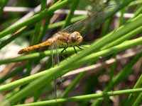 Sympétrum fascié (Sympetrum striolatum)