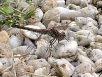 Sympétrum fascié (Sympetrum striolatum)