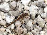 Sympétrum fascié (Sympetrum striolatum)