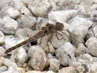 Sympétrum fascié (Sympetrum striolatum)