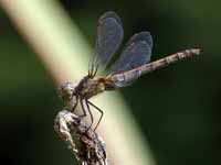 Sympétrum fascié (Sympetrum striolatum)