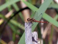 Sympétrum fascié (Sympetrum striolatum)